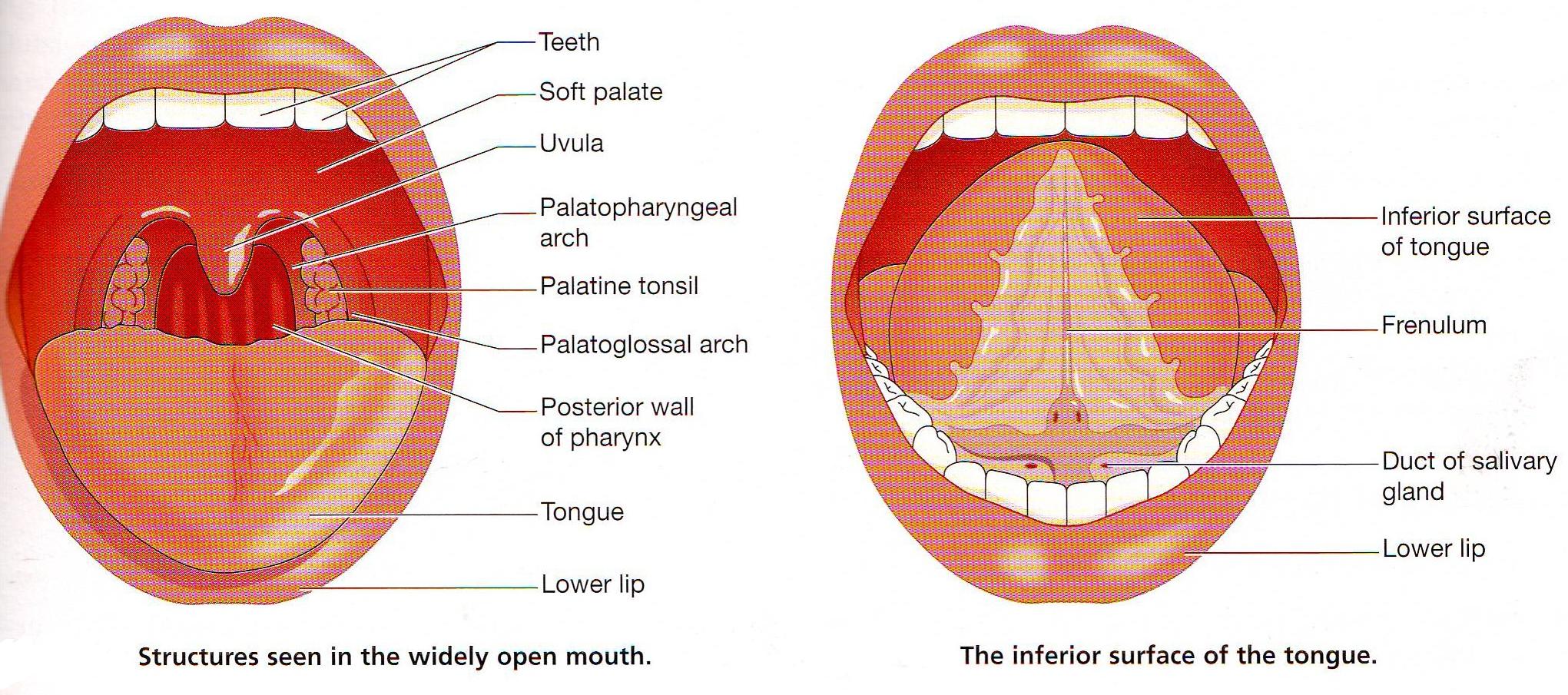 Anatomy Of The Mouth And Tongue 91